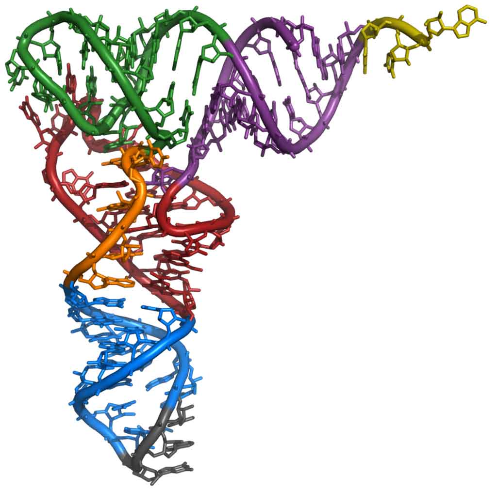מולקולת tRNA של תא שמרים. האנטיקודון בכחול ובאפור, הקצה שנקשר לחומצת אמינו בסגול. תמונה: Yikrazuul via Wikimedia Commons